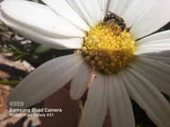 Halictus ligatus