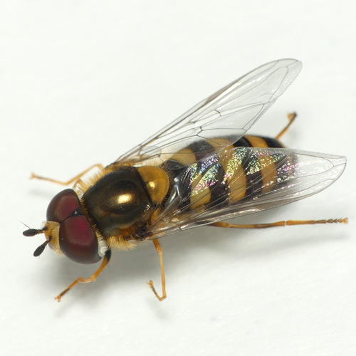 Eupeodes pomus (Curran, 1921)