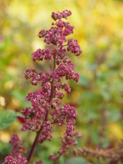 Chenopodium ficifolium