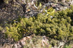 Podocarpus oleifolius