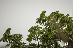 Amazona viridigenalis