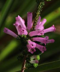 Erica verticillata