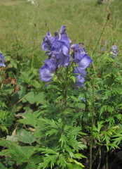 Aconitum nasutum