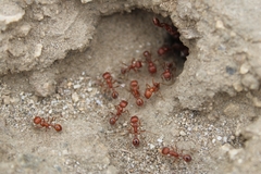 Pogonomyrmex