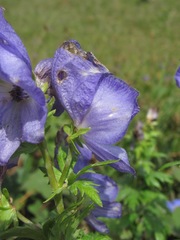Aconitum nasutum