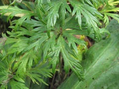 Aconitum nasutum