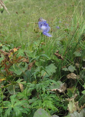 Aconitum nasutum