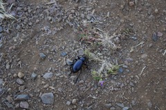 Eleodes grandicollis