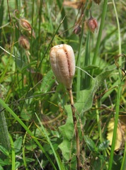 Fritillaria collina