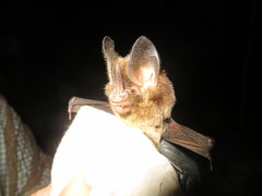 Gardnerycteris crenulatum