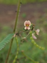 Aeschynomene americana