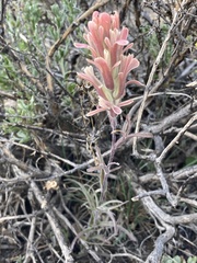 Castilleja praeterita