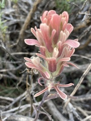 Castilleja praeterita