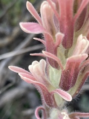 Castilleja praeterita