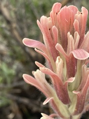 Castilleja praeterita
