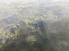Potamogeton alpinus