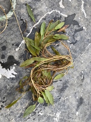 Potamogeton alpinus