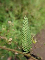 Aeschynomene americana
