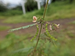 Aeschynomene americana