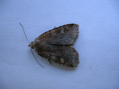 Diarsia jucunda