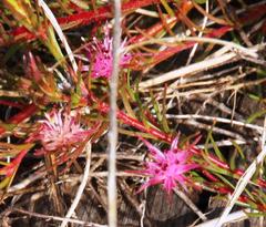 Diastella proteoides