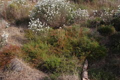 Diastella proteoides