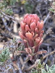 Castilleja praeterita
