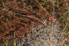 Diastella proteoides