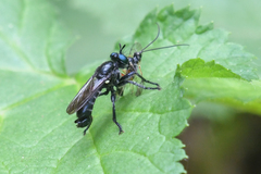 Laphria franciscana