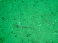 Caffrogobius nudiceps