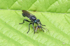 Laphria franciscana