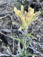 Castilleja praeterita