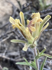 Castilleja praeterita