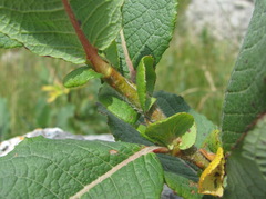Salix caucasica