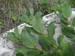 Salix caucasica