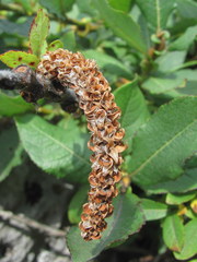 Salix caucasica
