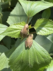 Pseudacris hypochondriaca