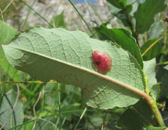 Salix caucasica