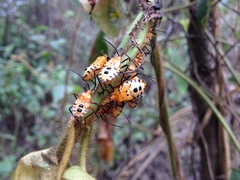 Sephina