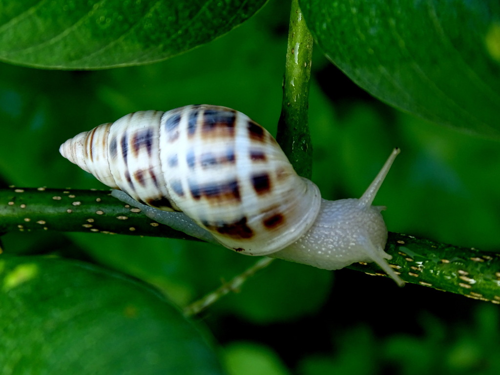Drymaeus serperastrum