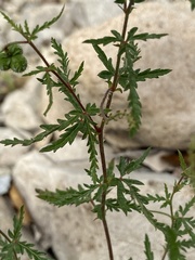 Tragia laciniata