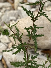 Tragia laciniata