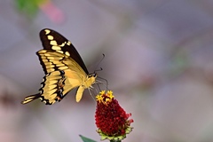 Heraclides homothoas