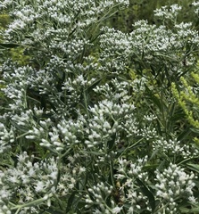 Eupatorium altissimum