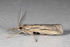 Thaumatopsis pexellus