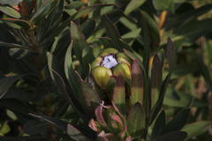 Protea coronata