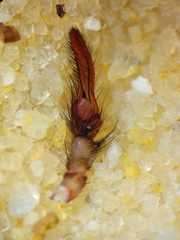 Psechrus libelti
