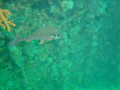 Chirodactylus brachydactylus