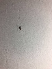 Micropholcus fauroti