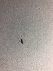 Micropholcus fauroti